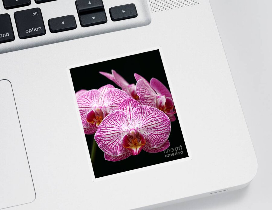 Orchids Sticker featuring the photograph Moth Orchid by James Brunker