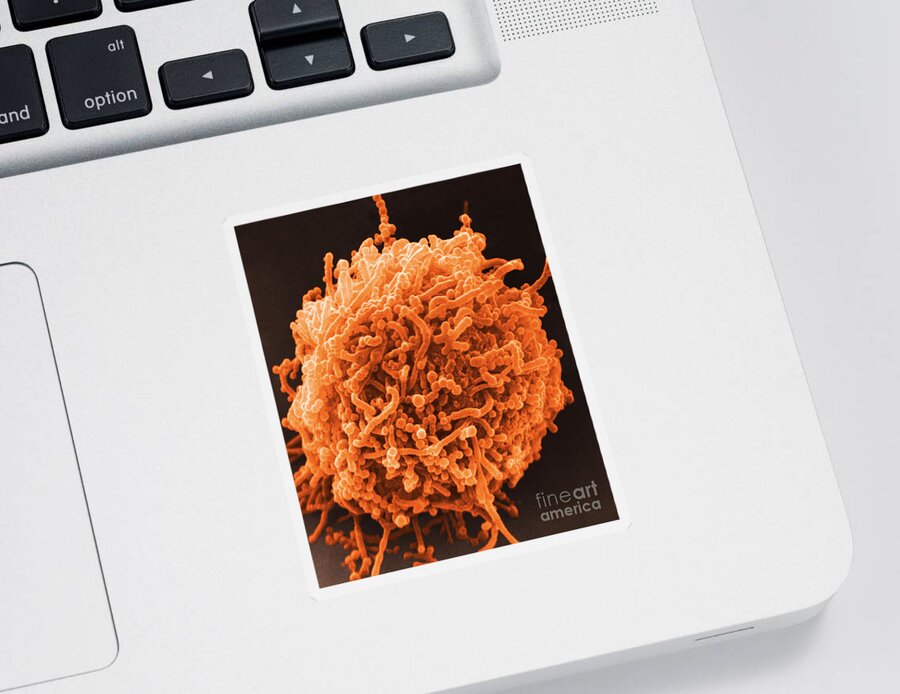 Bacterial Sticker featuring the photograph SEM of Mycoplasma Bacteria by David M Phillips