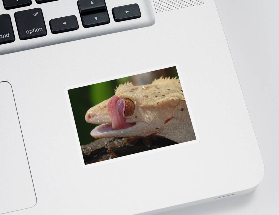 Animal Sticker featuring the photograph New Caledonian Crested Gecko #4 by John Mitchell