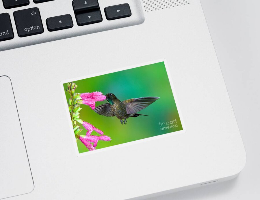 Animal Sticker featuring the photograph Tyrian Metaltail #4 by Anthony Mercieca