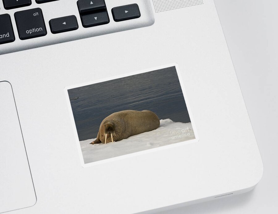 Arctic Sticker featuring the photograph Walrus On Ice Floe #4 by John Shaw
