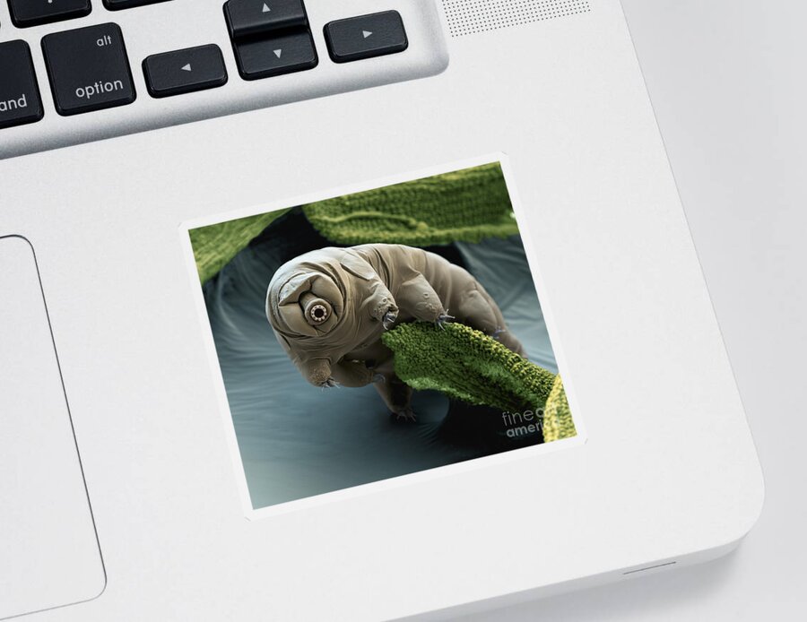 Water Bear Sticker featuring the photograph Water Bear by Eye of Science