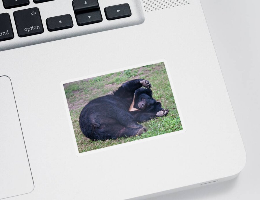 Nature Sticker featuring the photograph Asian Black Bear #5 by Mark Newman