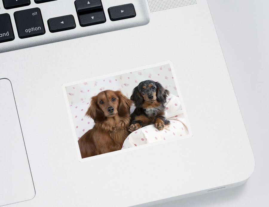 Dachshund Sticker featuring the photograph Miniature Long-haired Dachshunds by John Daniels