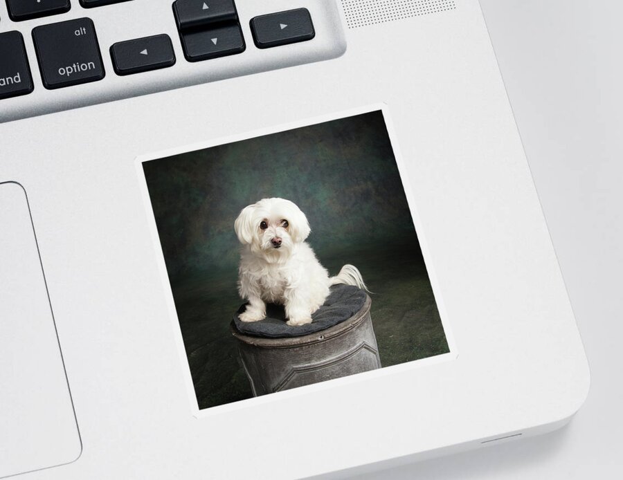 Details about   Maltese Dog Super Cool Lady Sticker Portrait 
