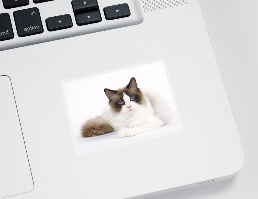 Cat Sticker featuring the photograph Ragdoll Cat #5 by Jean-Michel Labat