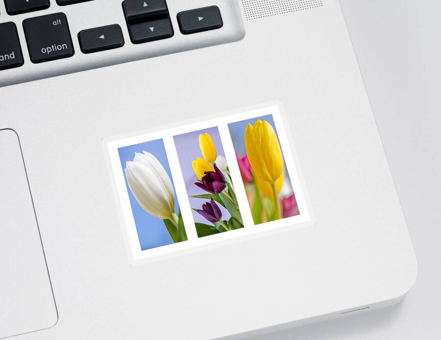Nature Sticker featuring the photograph Tulips #5 by Paulo Goncalves