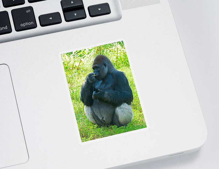 Nature Sticker featuring the photograph Western Lowland Gorilla #64 by Millard H. Sharp