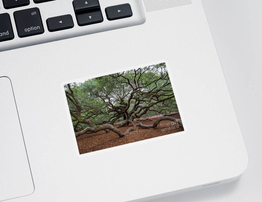 Angel Oak Tree On Johns Island Sc Sticker featuring the photograph Mighty Branches by Dale Powell