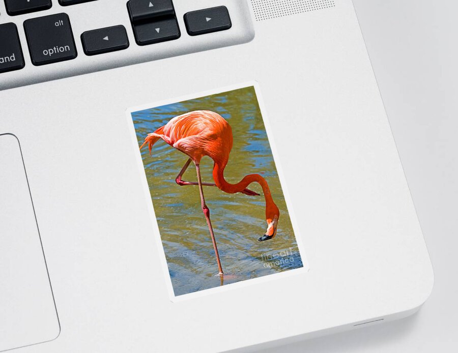 Nature Sticker featuring the photograph Greater Flamingo #7 by Millard H. Sharp