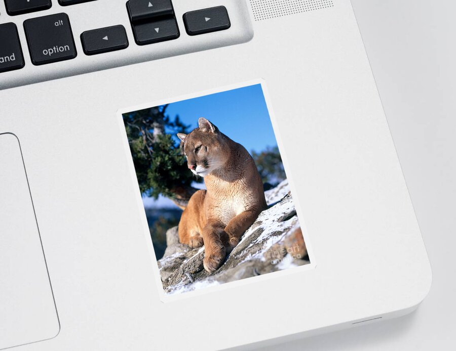 Animal Sticker featuring the photograph Mountain Lion #7 by Hans Reinhard