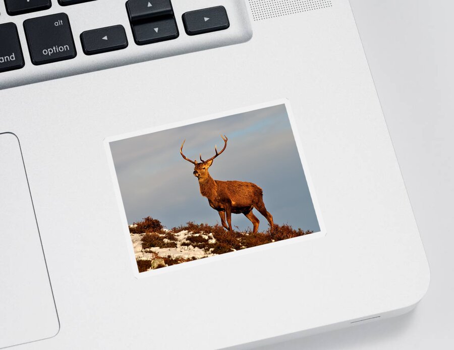  Red Deer Stag Sticker featuring the photograph Red Deer Stag #8 by Gavin Macrae