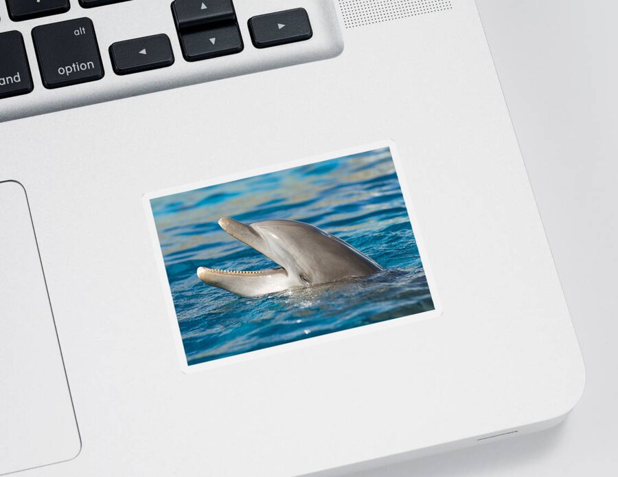 Atlantic Bottlenose Dolphin Sticker featuring the photograph Atlantic Bottlenose Dolphin #8 by Millard H. Sharp