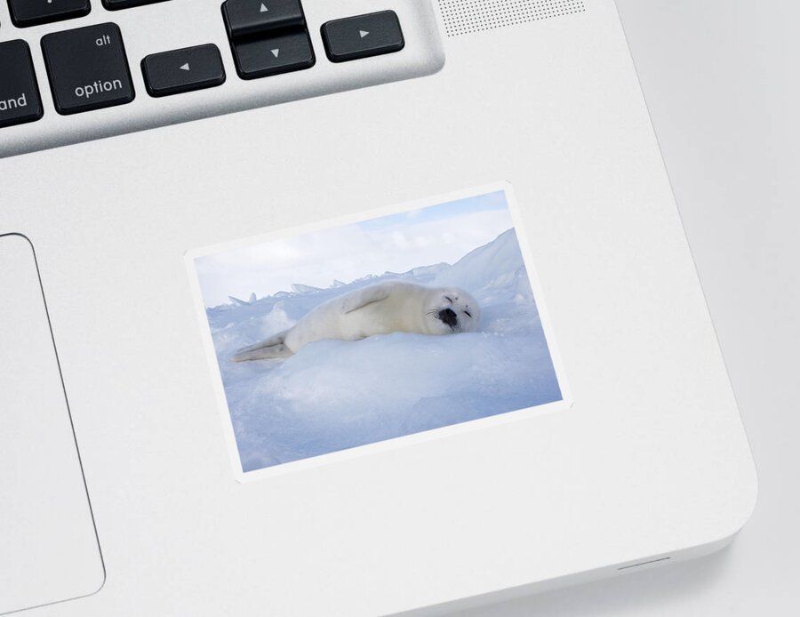 Harp Seal Sticker featuring the photograph Harp Seal Baby #8 by M. Watson