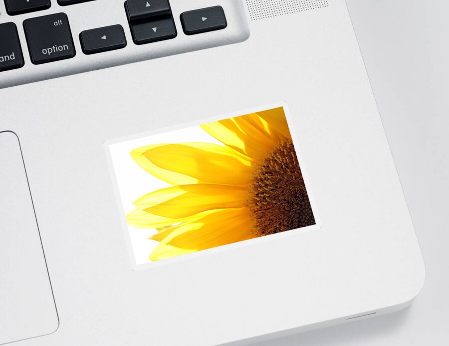 Sunflower Sticker featuring the photograph Sunflower by Cindi Ressler