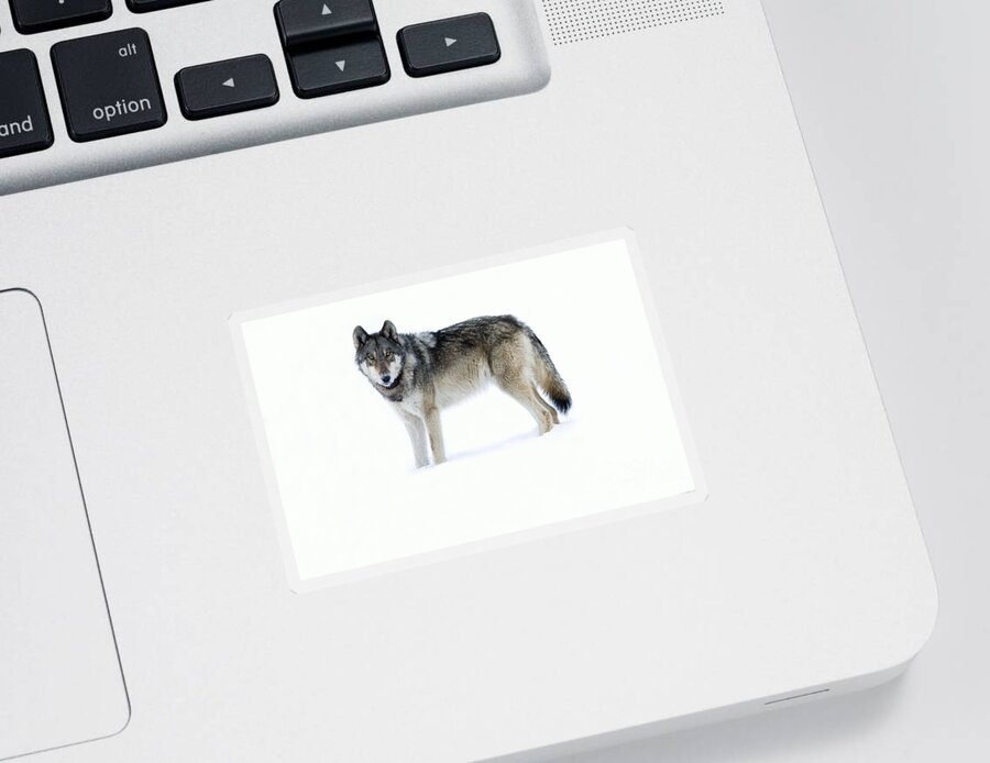 Gray Wolf Sticker featuring the photograph 820F of the Lamar Canyon Pack by Deby Dixon