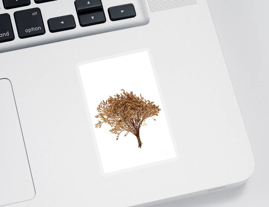 Aromatic Sticker featuring the photograph Dry Flowers Bunch #9 by Olivier Le Queinec