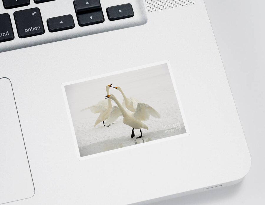 Cygnus Cygnus Sticker featuring the photograph Whooper Swans #9 by John Shaw