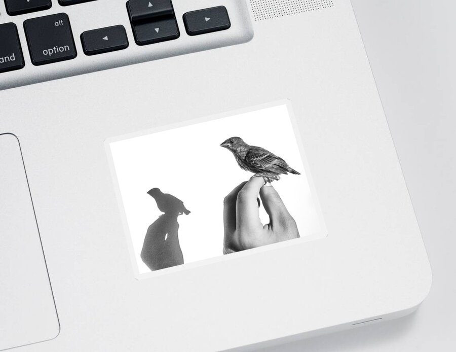 Baby Bird Sticker featuring the photograph A Bird on the Hand by Caitlyn Grasso