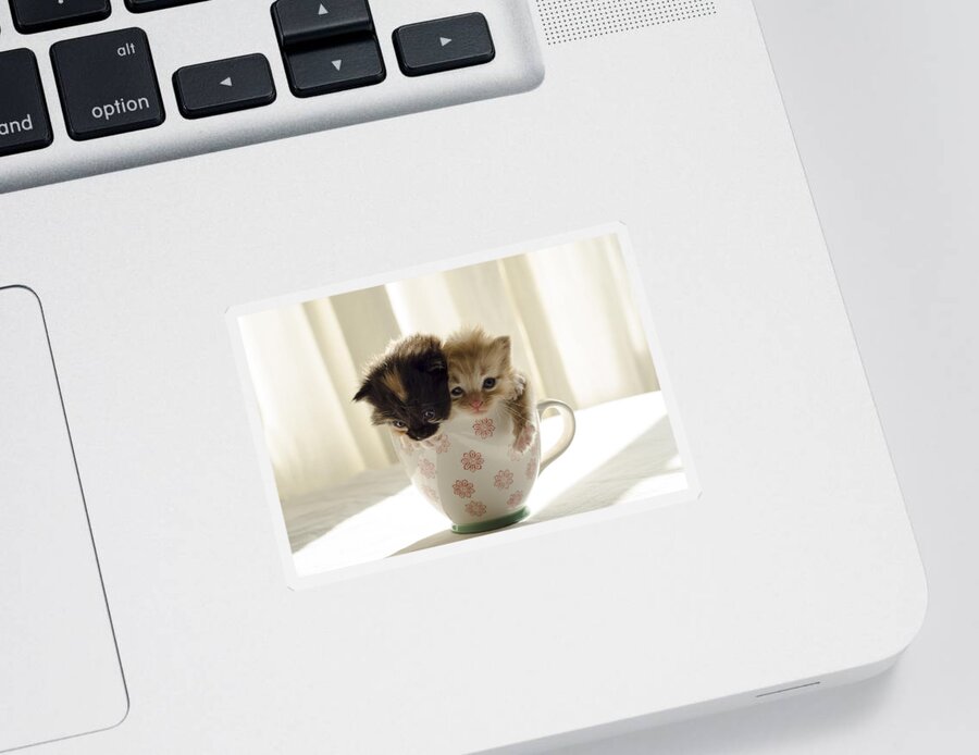 Cute Sticker featuring the photograph A cup of cuteness by Spikey Mouse Photography