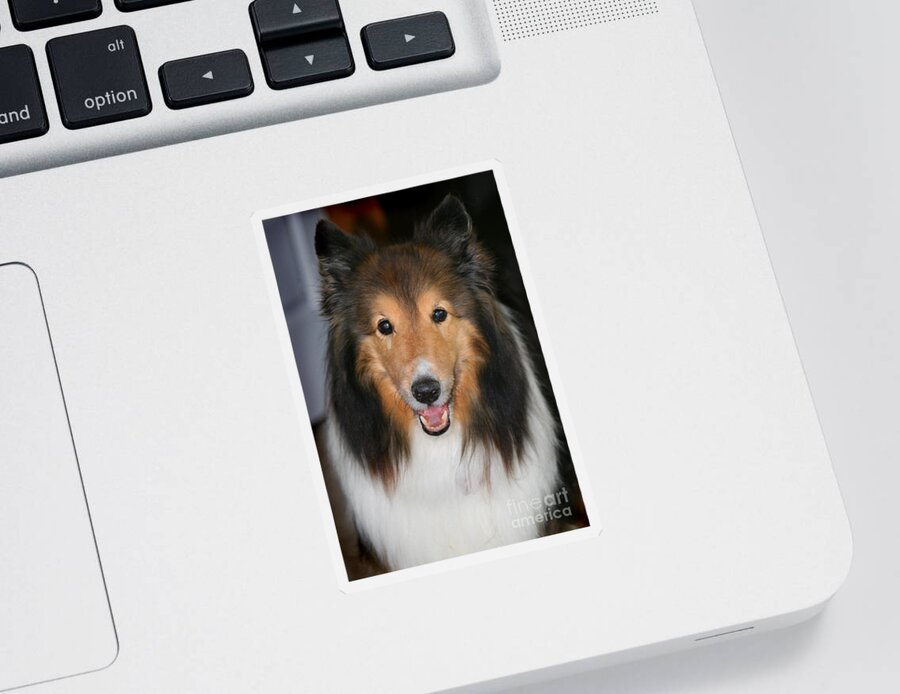 Dog Sticker featuring the photograph A Dog Named Beau by Karen Adams