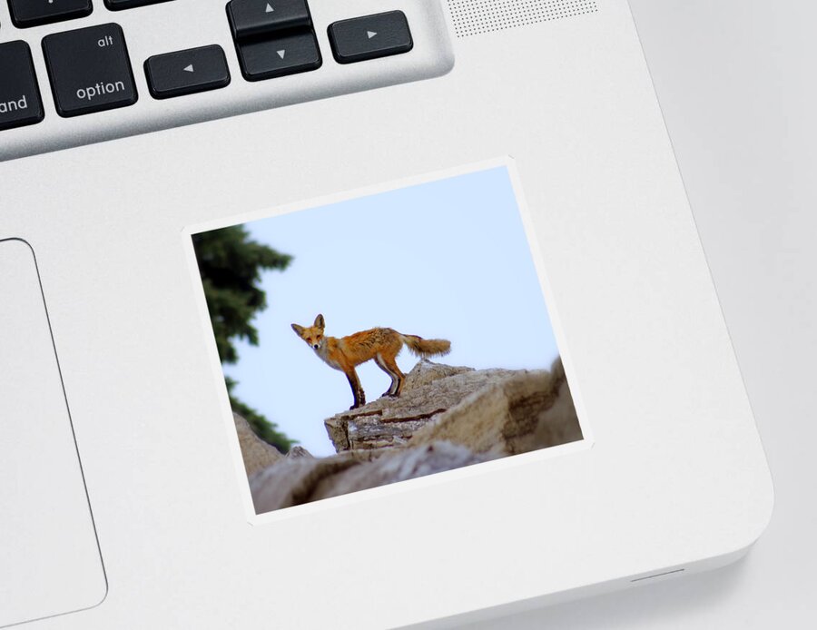 Fox Sticker featuring the photograph A Fox On The Rocks by Kay Novy