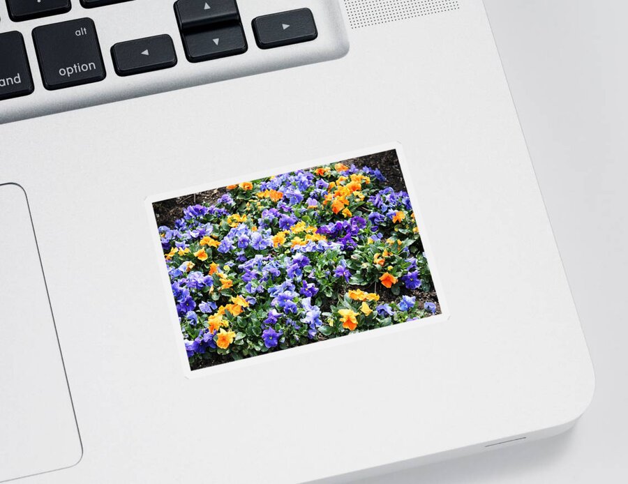 Nature Sticker featuring the photograph A Garden of Lovely Little Faces by Judy Palkimas