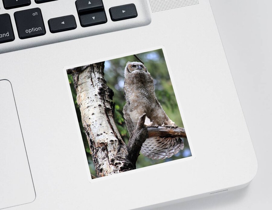 Great Horned Owl Sticker featuring the photograph A good stretch by Shane Bechler
