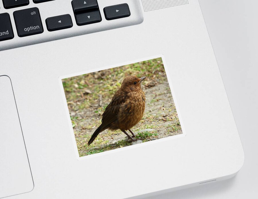 Juvenile Sticker featuring the photograph A Juvenile Song Thrush by Steve Taylor