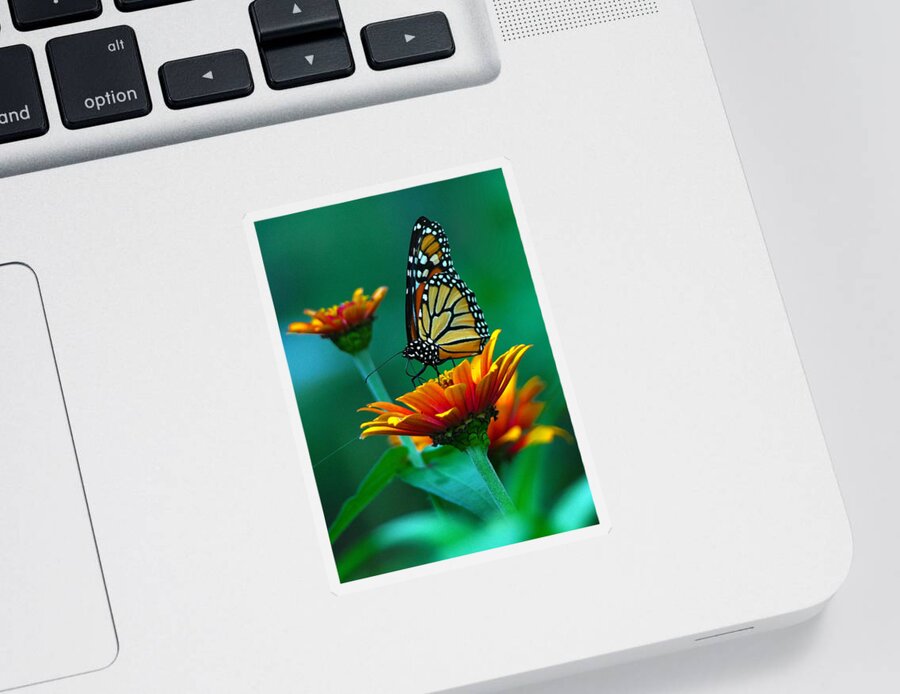 A Monarch Butterfly Sticker featuring the photograph A Monarch II by Raymond Salani III