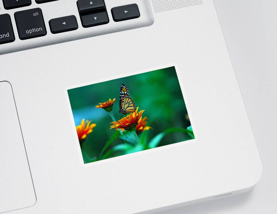 Butterfly Sticker featuring the photograph A Monarch by Raymond Salani III