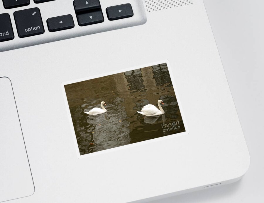 Swans Sticker featuring the photograph A pair of swans Bruges Belgium by Imran Ahmed