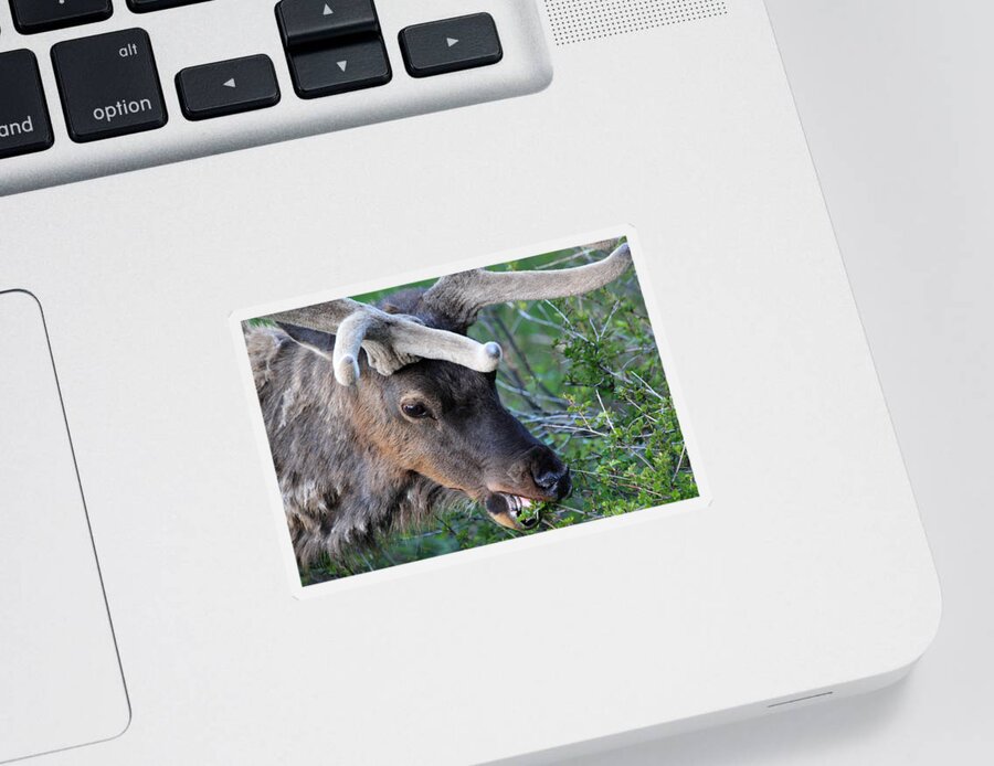Elk Sticker featuring the photograph A Small Snack by Shane Bechler