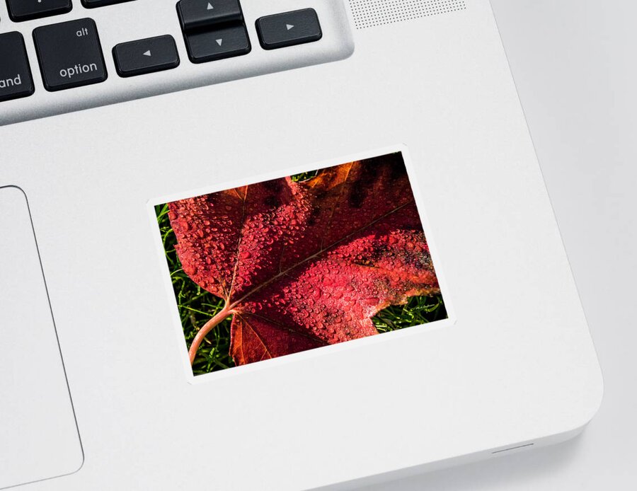 Tearful Sticker featuring the photograph A Tearful Leaf by Mick Anderson