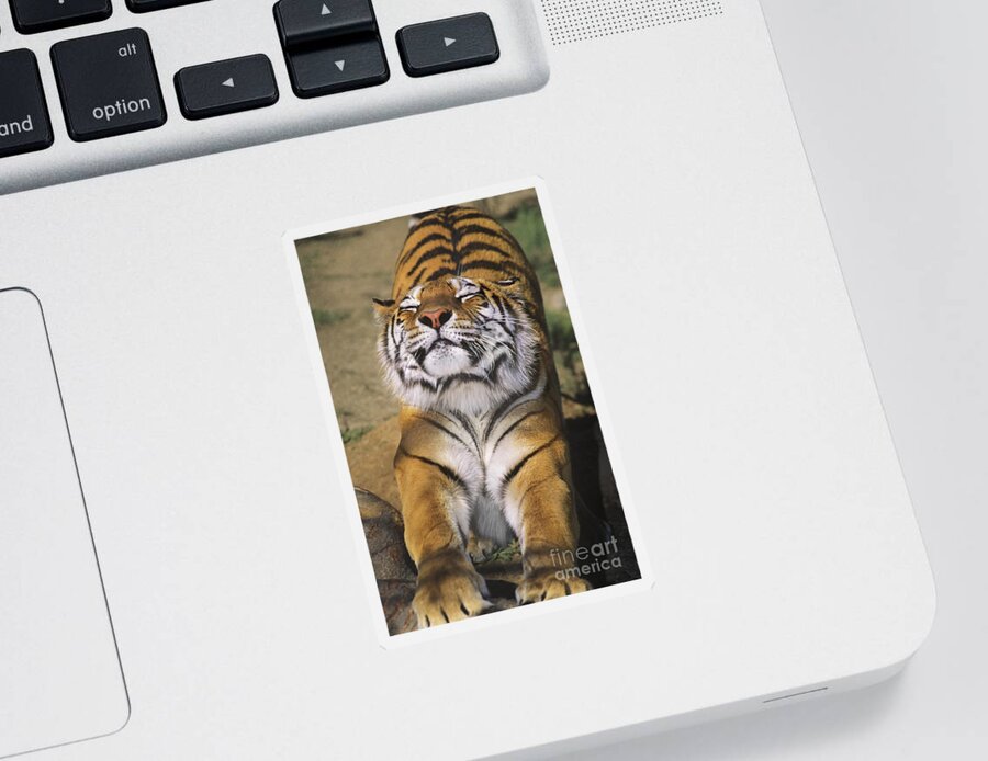 Siberian Tiger Sticker featuring the photograph A Tough Day Siberian Tiger Endangered Species Wildlife Rescue by Dave Welling