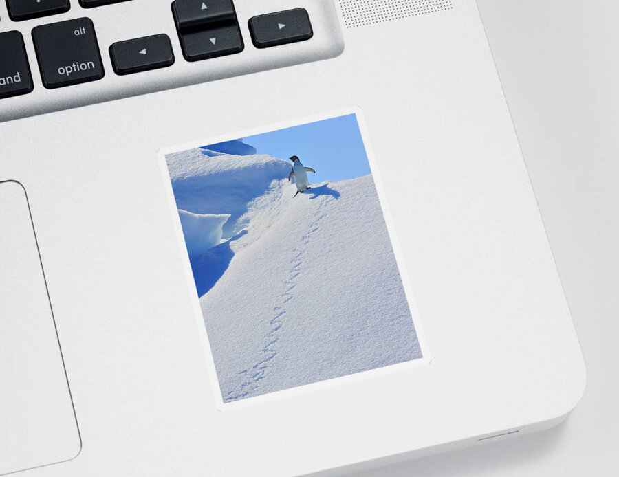 Adelie Penguin Sticker featuring the photograph Adelie Penguin on Bergie Bit by Tony Beck