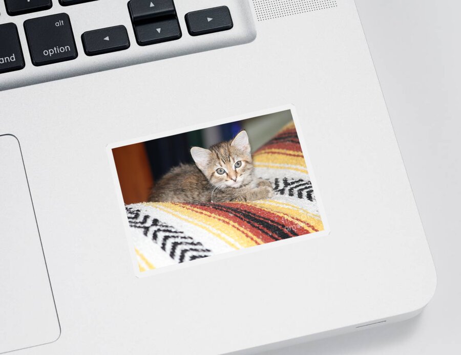 Kitty Sticker featuring the photograph Adorable Kitten by Michelle Powell