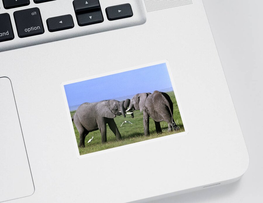 Africa Sticker featuring the photograph African Elephant Greeting Endangered Species Tanzania by Dave Welling