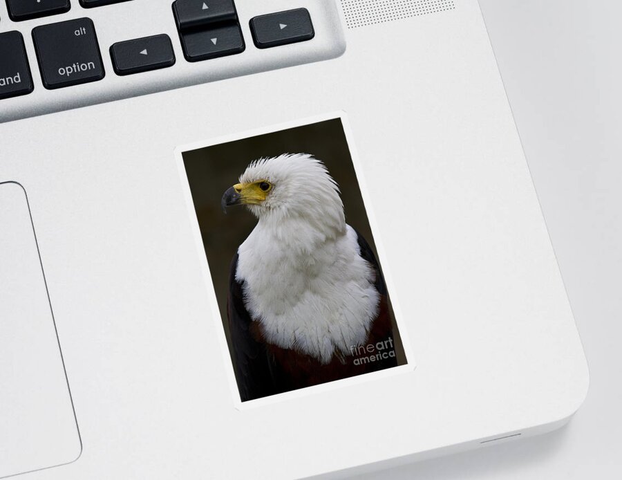 Bird Of Prey Sticker featuring the photograph African fish eagle 4 by Heiko Koehrer-Wagner