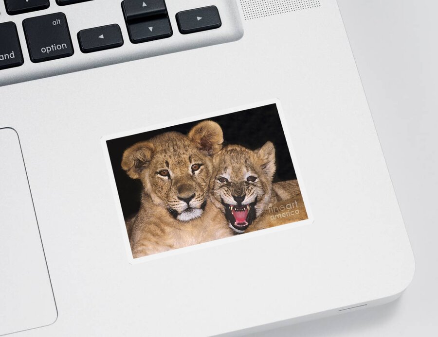 African Lions Sticker featuring the photograph African Lion Cubs One Aint Happy Wldlife Rescue by Dave Welling