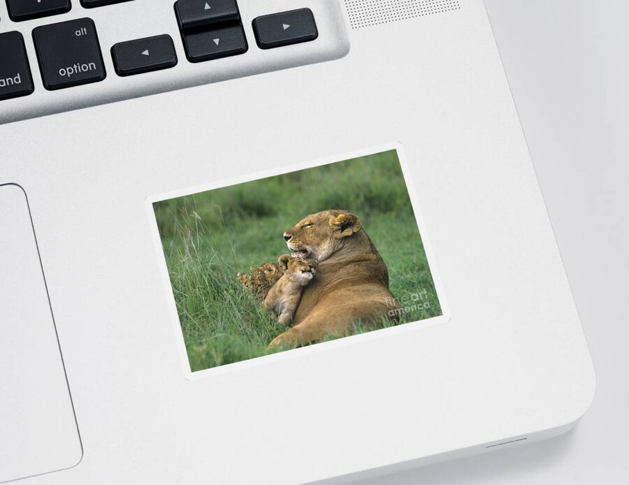 Africa Sticker featuring the photograph African Lions Mother and Cubs Tanzania by Dave Welling