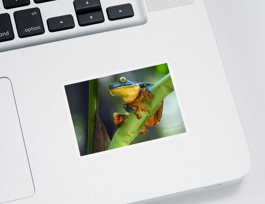 Splendid Leaf Frog Sticker featuring the photograph Agalychnis calcarifer 4 by Arterra Picture Library