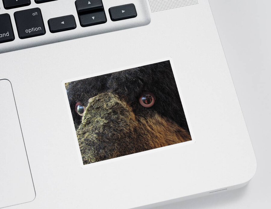 Bear Sticker featuring the photograph Alaskan Bear by Jennifer Wheatley Wolf