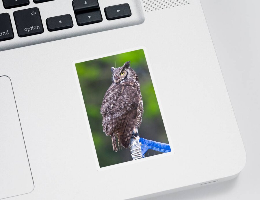 Wildlife Sticker featuring the digital art Alaskan Owl by National Park Service
