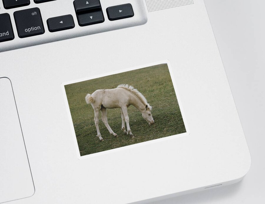 Albinic Sticker featuring the photograph Albino Foal by Elisabeth Weiland