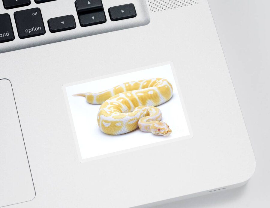 Royal Python Sticker featuring the photograph Albino Royal Python by Michel Gunther