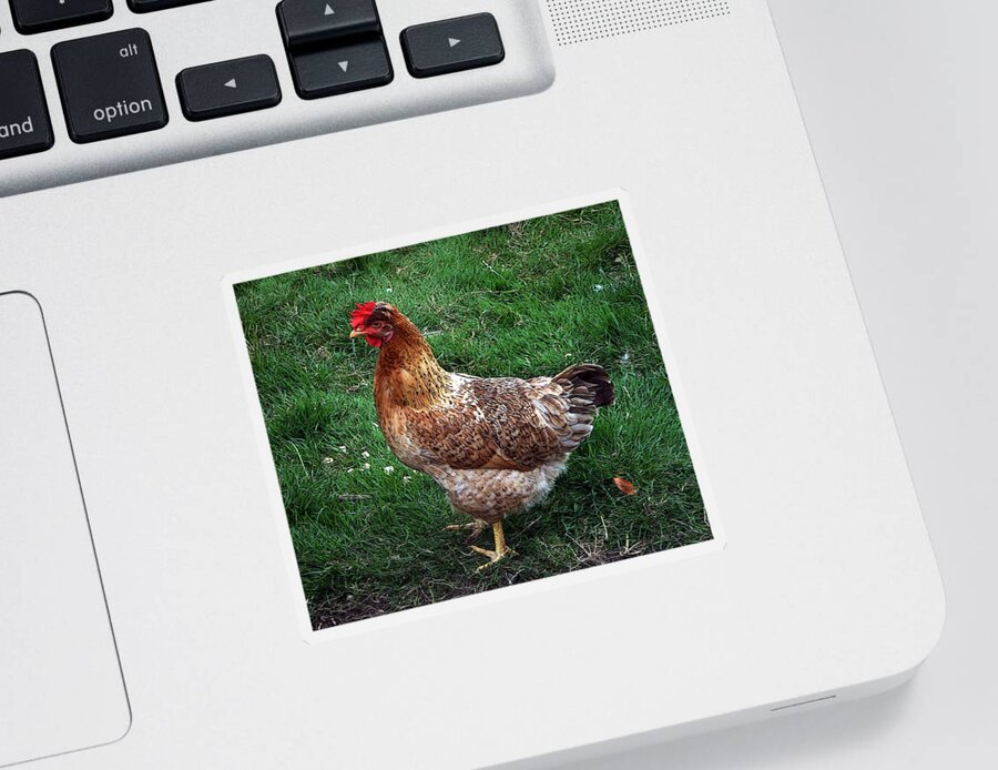 Chicken Sticker featuring the photograph Alert by Richard Reeve