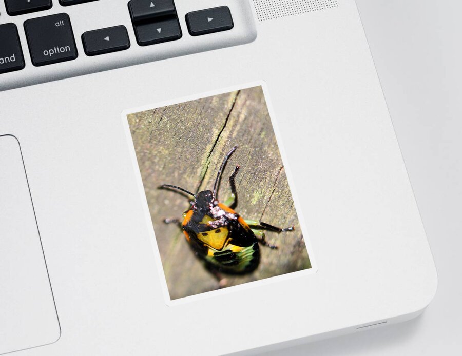 Insects Sticker featuring the photograph Alien Creature by Jennifer Robin