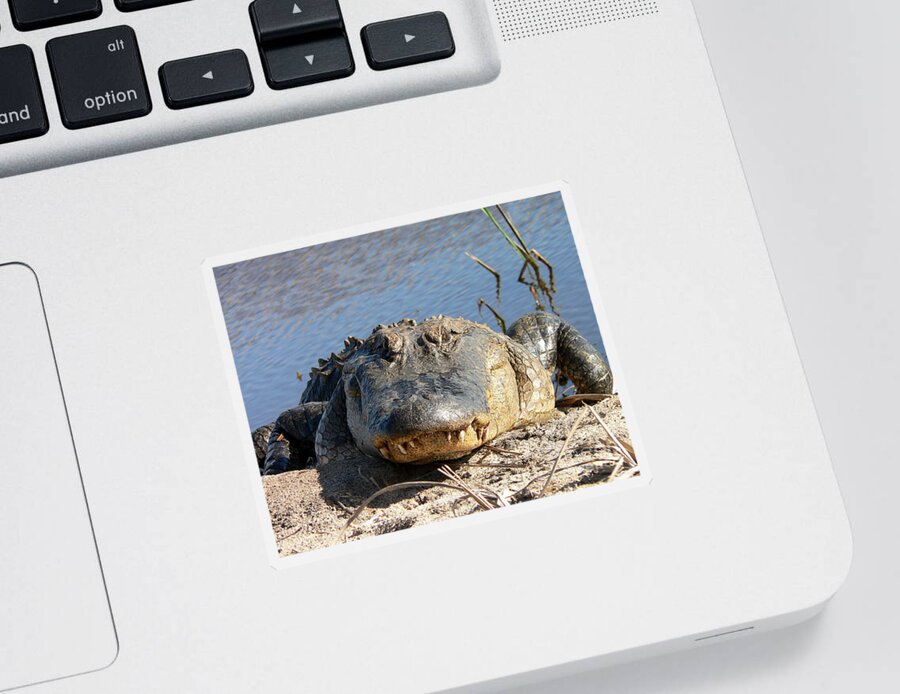 Gator Sticker featuring the photograph Alligator Approach by Al Powell Photography USA