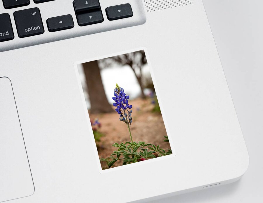 Bluebonnet Sticker featuring the photograph Alone in the Woods by Melinda Ledsome